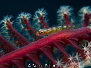 small blennie on a seapen by Beate Seiler 